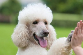 A cheerful Poodle giving a high-five to someone, a new study has found that dogs help with stress