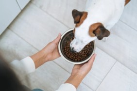 A dog eating food, FirstMate has not faced a recall in 2024.