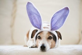 Cute Jack Russel dog wearing rabbit's ears during Easter holidays.