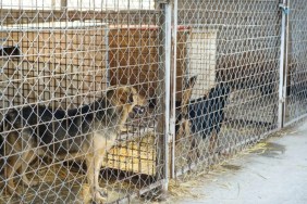 Dogs locked in kennels at a shelter awaiting adoption, a Kentucky-based shelter is offering free dog adoptions