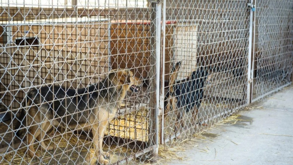 Dogs locked in kennels at a shelter awaiting adoption, a Kentucky-based shelter is offering free dog adoptions