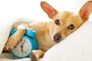 Ready for Daylight Saving Time, a Chihuahua dog rests in bed with a blue alarm clock.