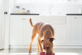 A brown dog eating from a red bowl in the kitchen, there's no Victor dog food under recall in 2024