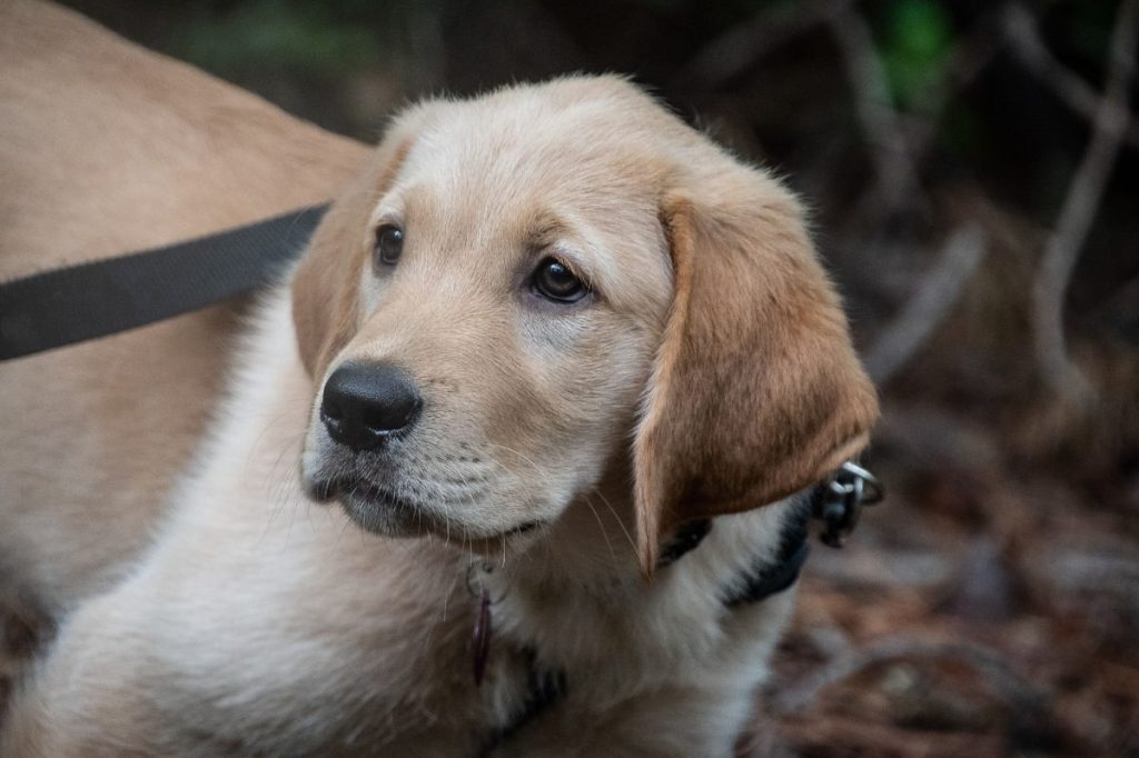 Goldador puppy out exploring in a park