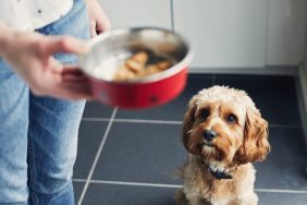 A dog being served food, Ollie dog food has not faced a recall in 2024.