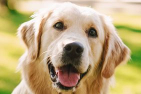 Closeup photograph of a loyal Golden Retriever Dog Sitting on a Green Backyard Lawn