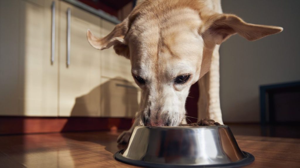 White dog eating from a metallic bowl, none of Cesar's dog food product is under recall in 2024