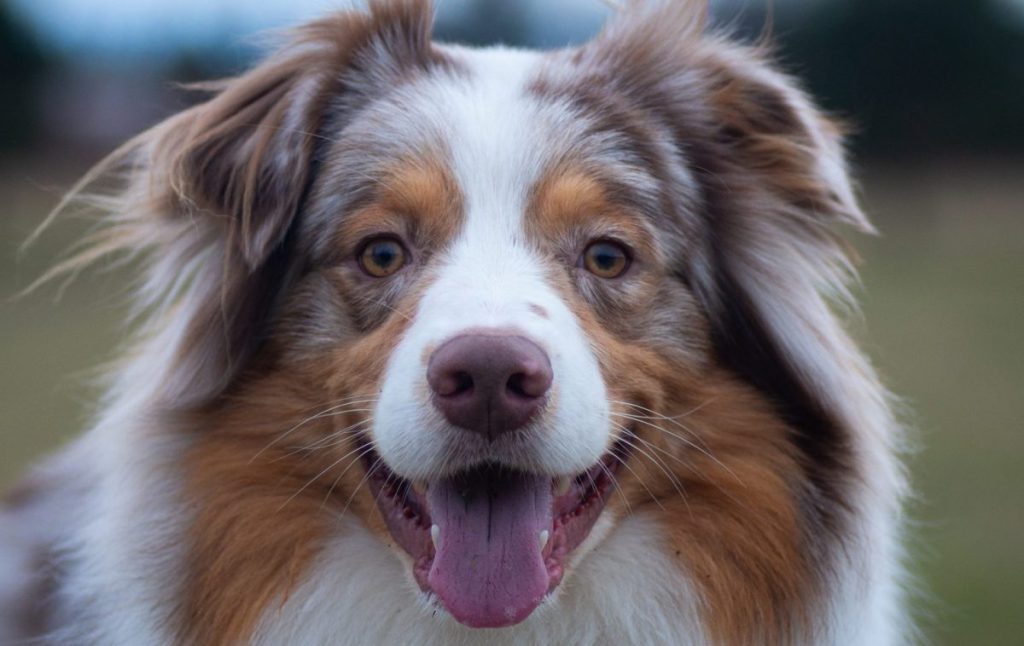 Close-up portrait of purebred Miniature Australian Shepherd sticking out tongue,Czech Republic