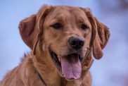 Closeup photo of a smiling Goldador