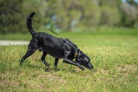 A bomb-sniffing dog, similar to Freyja, an abadnoned pup getting trained as bomb-sniffing dog.