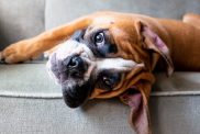 Boxer lying on a sofa, they make a good house dog due to their friendly nature with kids.