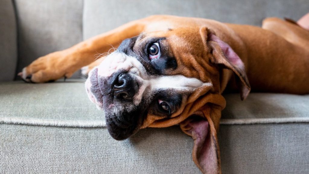 Boxer lying on a sofa, they make a good house dog due to their friendly nature with kids.