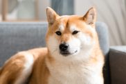 Beautiful Shiba Inu dog, a breed who tolerates being alone, taking a rest on living room sofa. Trained dog quietly waiting for his owner to come home from work.