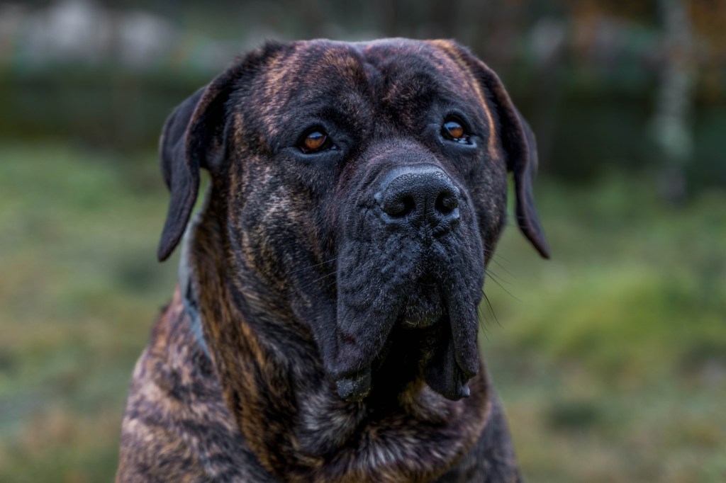 Young dog breed Presa Canario in the garden looking around.