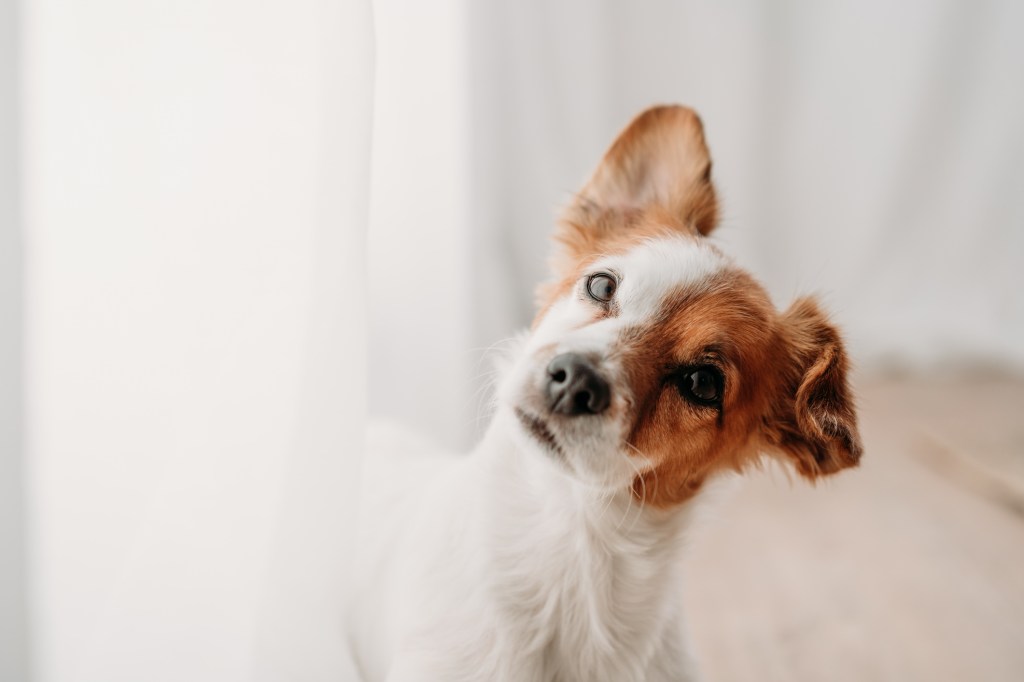 cute Jack Russell dog, a breed who tolerates being alone, standing by window in new home