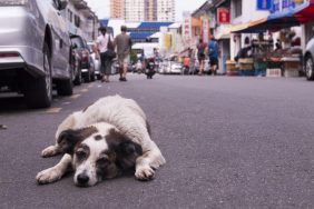 Dog lying in the middle of the road, a Louisiana mother has started a dog rescue to honor her daughter