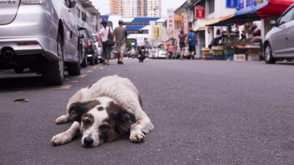 Dog lying in the middle of the road, a Louisiana mother has started a dog rescue to honor her daughter