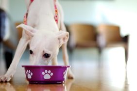 A white dog eating from a purple bowl, there's no Honest Kitchen dog food recall at the moment