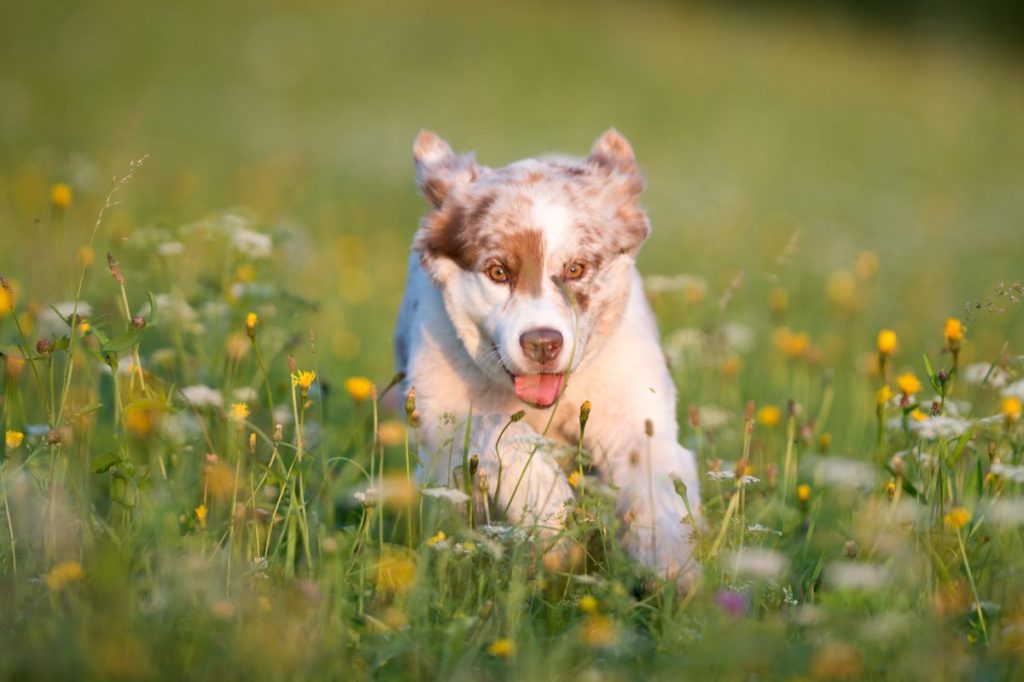 An Australian Shepherd or Miniature American Shepherd running outside in the Meadows. Nikon D3X. Converted from RAW.