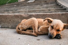 A brown emaciated dog sleeping on the pavement, an Ohio woman has been indicted after a decomposing dog was discovered on her property.