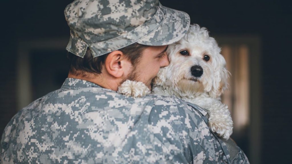 Military soldier carrying a cute white dog, seven rescue puppies were from the Middle East to the U.S.