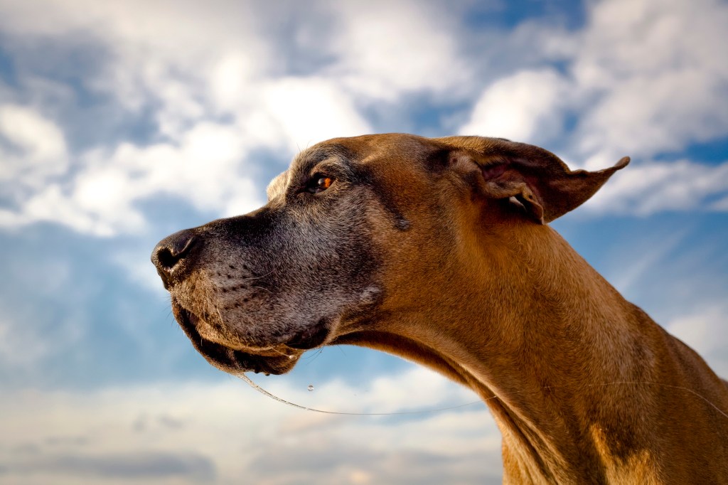 Intent great Dane looking left with drool strand and dramatic blue sky