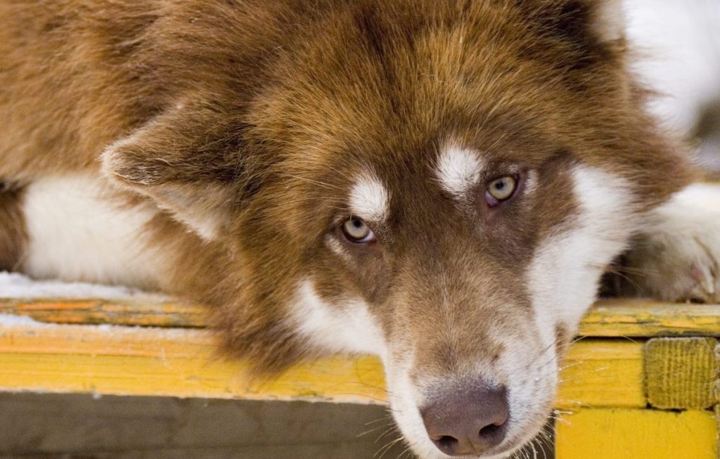 Red and white Canadian Inuit Dog, also known as a Canadian Eskimo Dog, lounging happily in the snow.