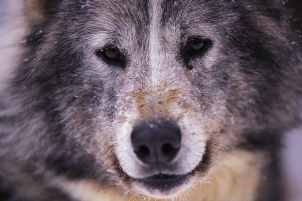 Extreme closeup of a grey and white Canadian Eskimo Dog with deep brown eyes.