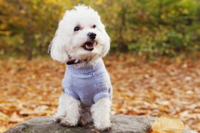 A close-up of Bichon Frise standing on a rock in the forest, Bichon Frises make good house dogs