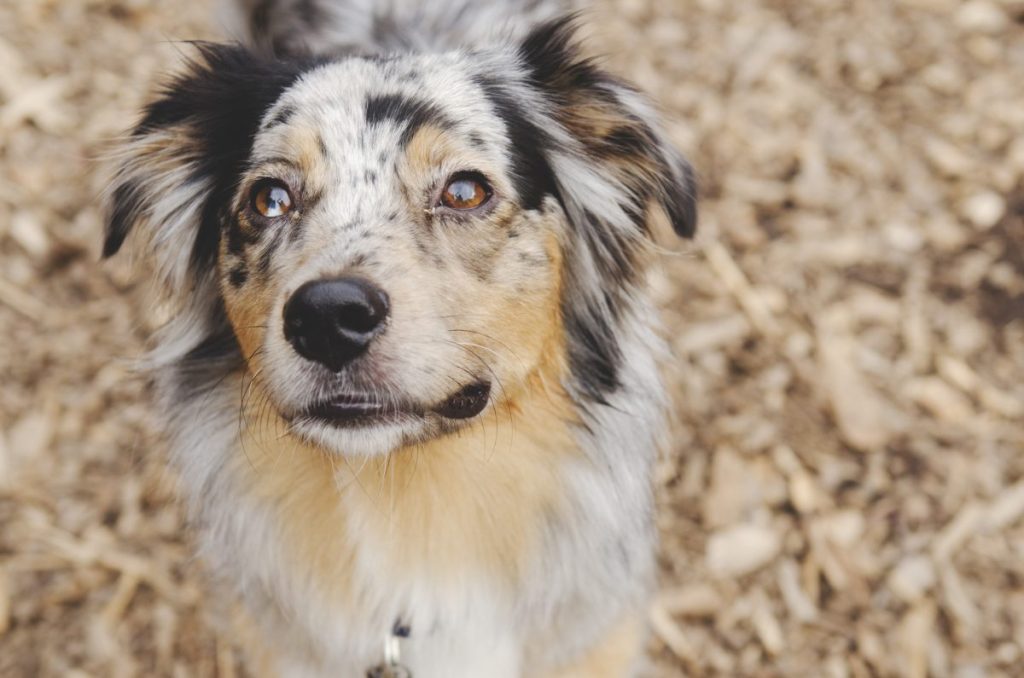 Mini Australian Shepherd looking up at camera. Small blue spot in eye.