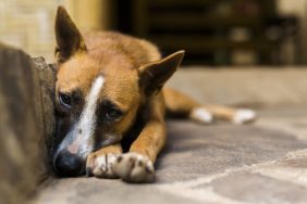 A distressed dog, Nebraska authorities are actively pursuing dog abuse suspects.