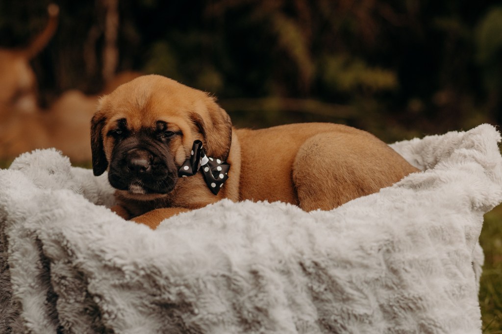 English Mastiff dog resting on grass.