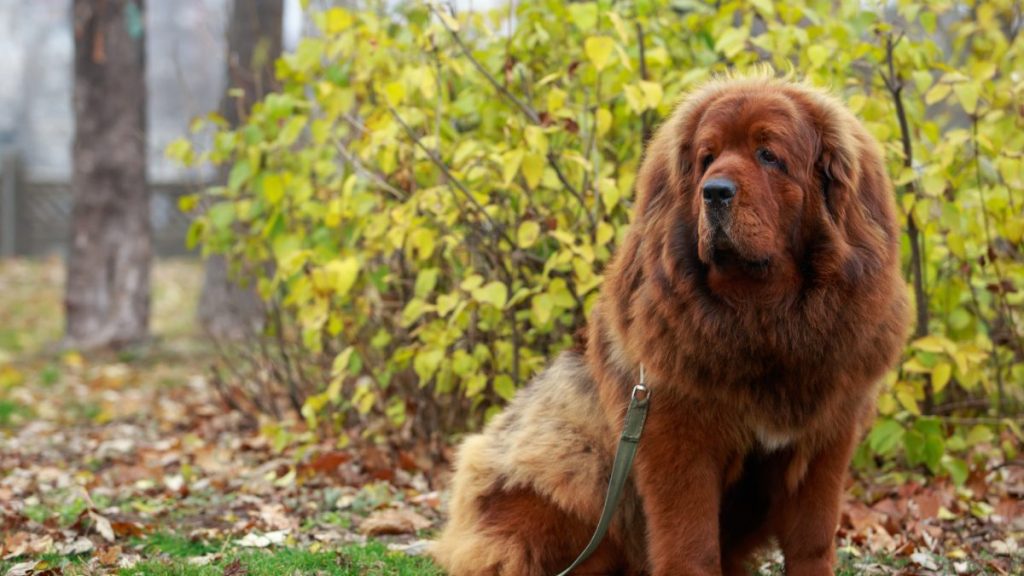 Tibetan Mastiff sitting on the grass.