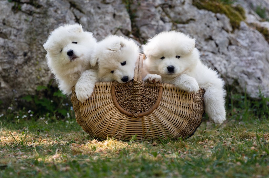 Three Samoyed puppies in a basket.