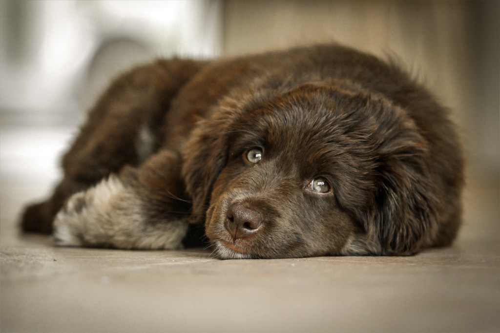 Cute Newfoundland dog looking at the camera.