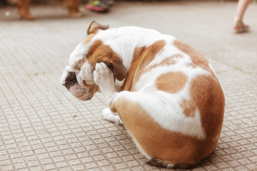 English Bulldog puppy scratching, in need of Apoquel prescription.