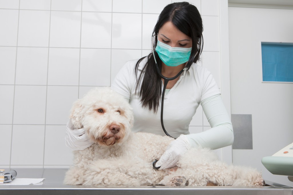 Young veterinarian examining dog suffering from Chronic Kidney Disease (CKD) with stethoscope in clinic.