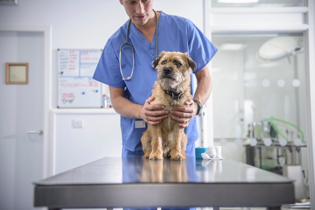 Vet checking dog suffering from portosystemic shunt (PSS) on table.