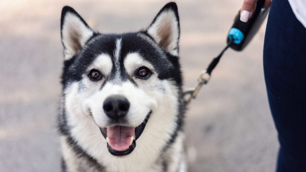 Close-up portrait of young male Siberian Husky standing on the street. Connecticut State dog bill.