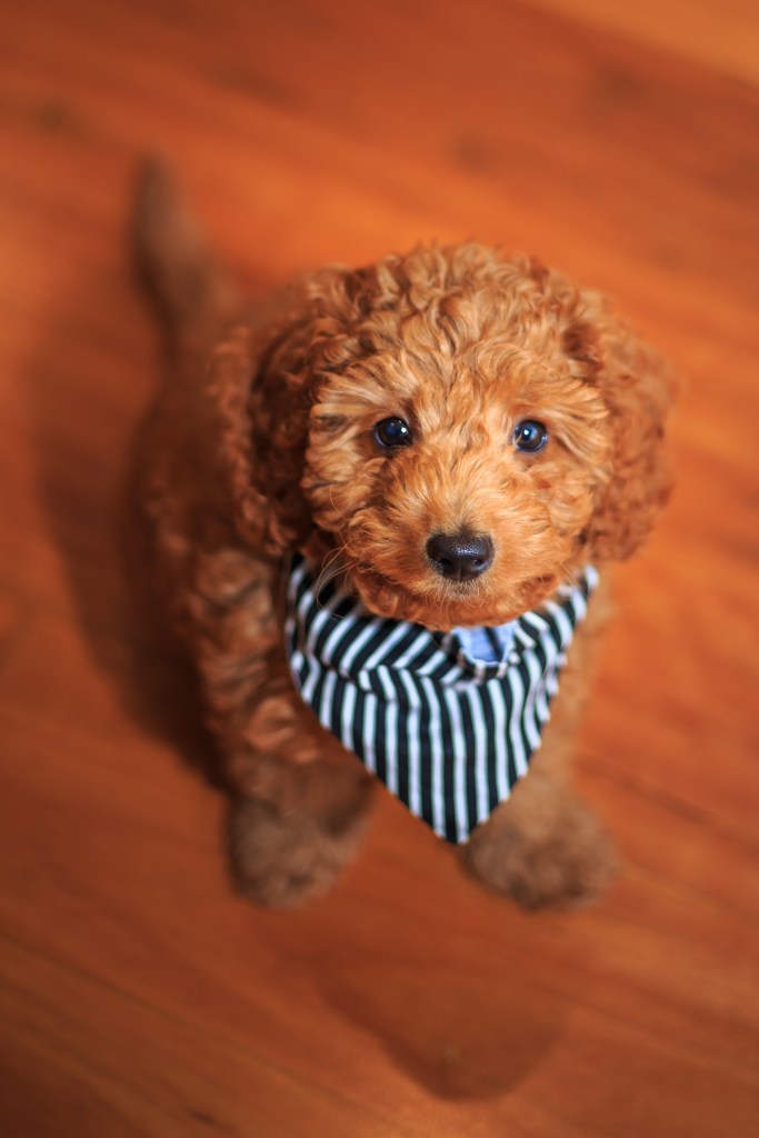 Poodle puppy looking at the camera.