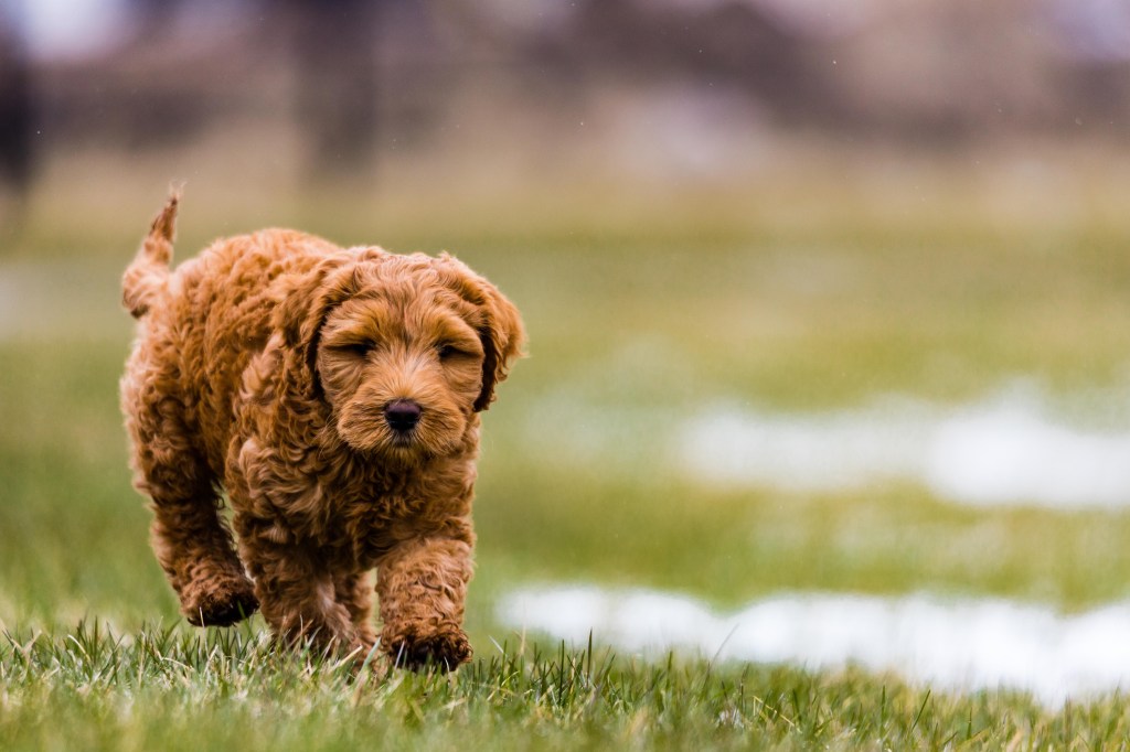 A golden Aussiedoodle walking in green field.