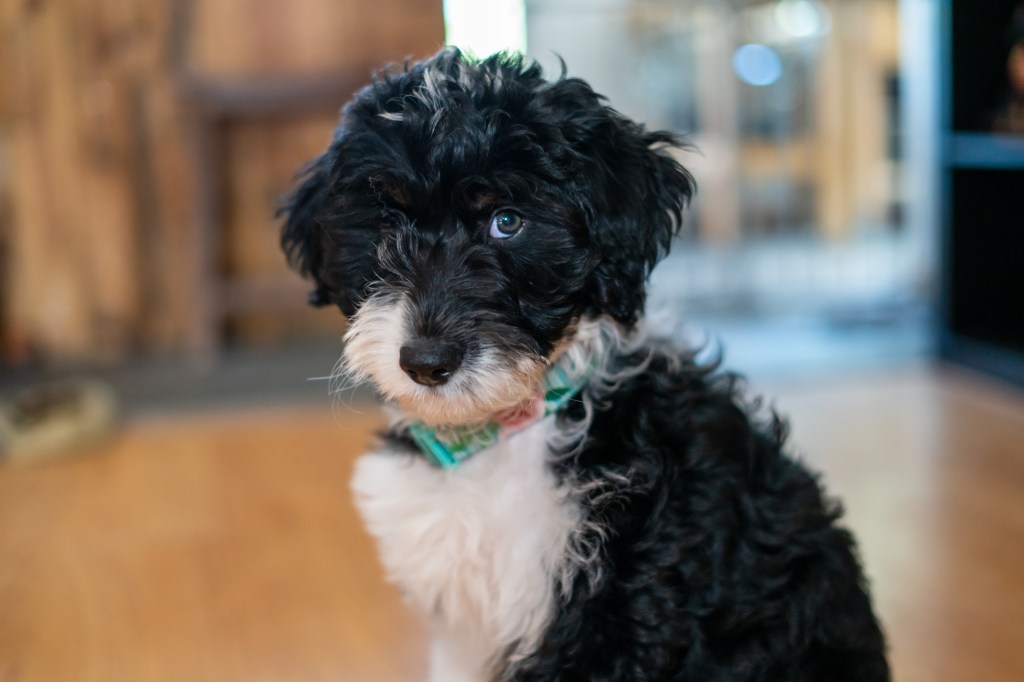 Portrait of an Australian Shepherd Poodle Mix puppy.