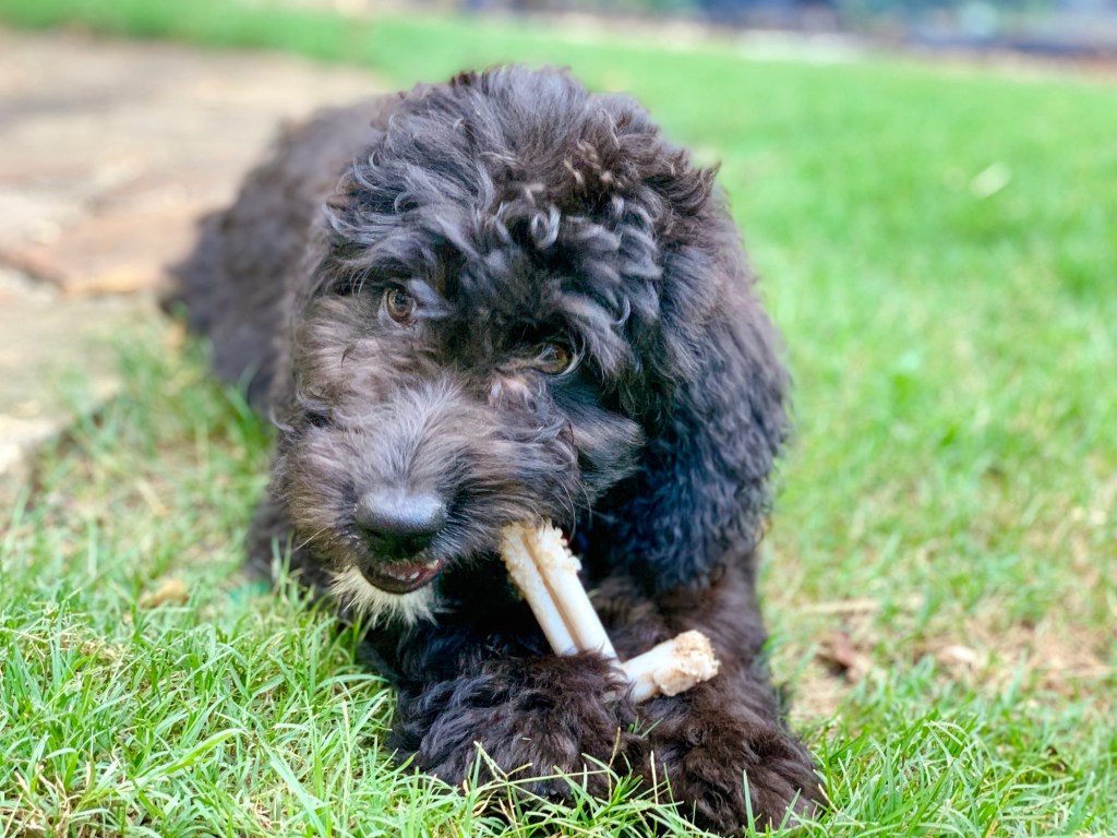 Aussiedoodle puppy with a toy.