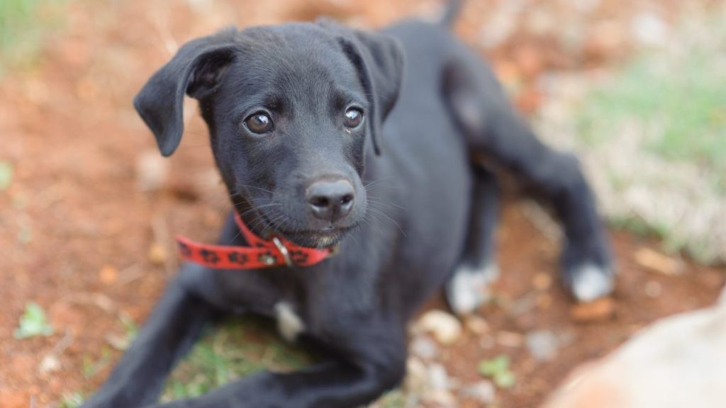 2 months old puppy dog.