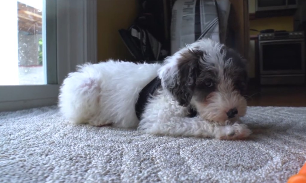 Mini Aussiedoodle at home.