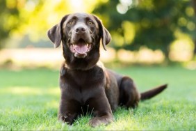 A Labrador laying on the grass with mouth open, Labradors aren't good guard dogs