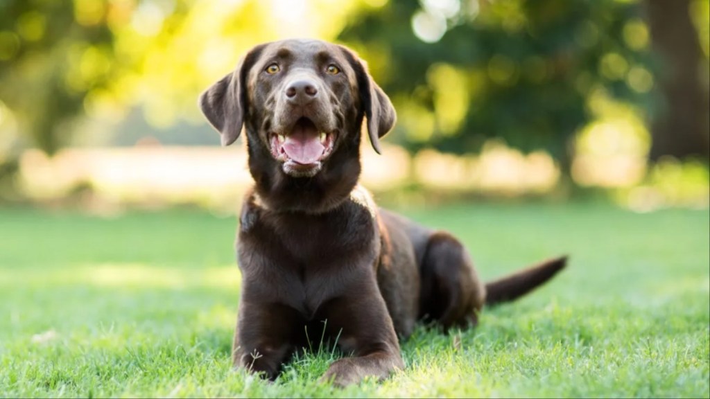 A Labrador laying on the grass with mouth open, Labradors aren't good guard dogs