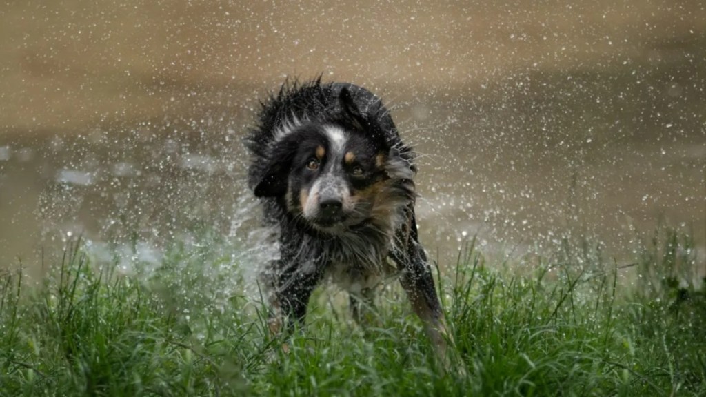 A soaking wet dog shaking water out of their fur, the search for a Houston woman who went missing in the company of her dog is ongoing