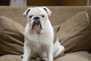 A Bulldog sitting on a brown couch, the Bulldog's overall temperament makes them incredible family pets