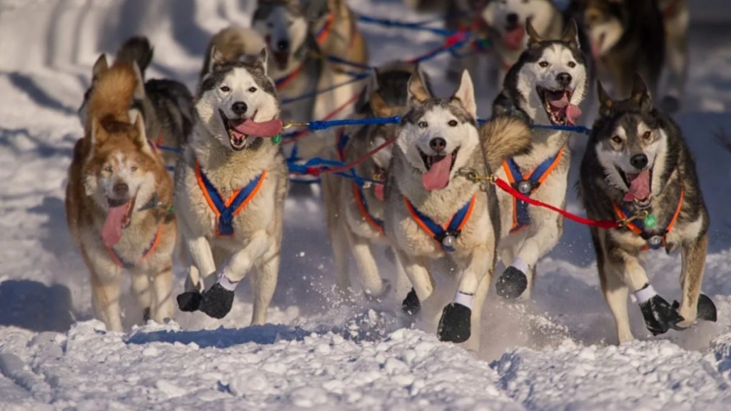 Hank Debruin's Iditarod Sled Dog Race Siberian huskies running in snow.